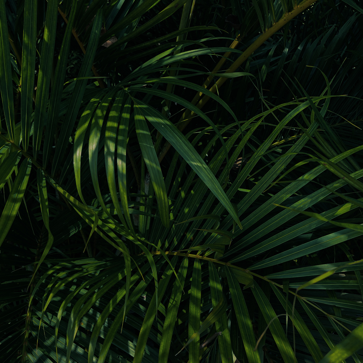 Photo of Green Plants